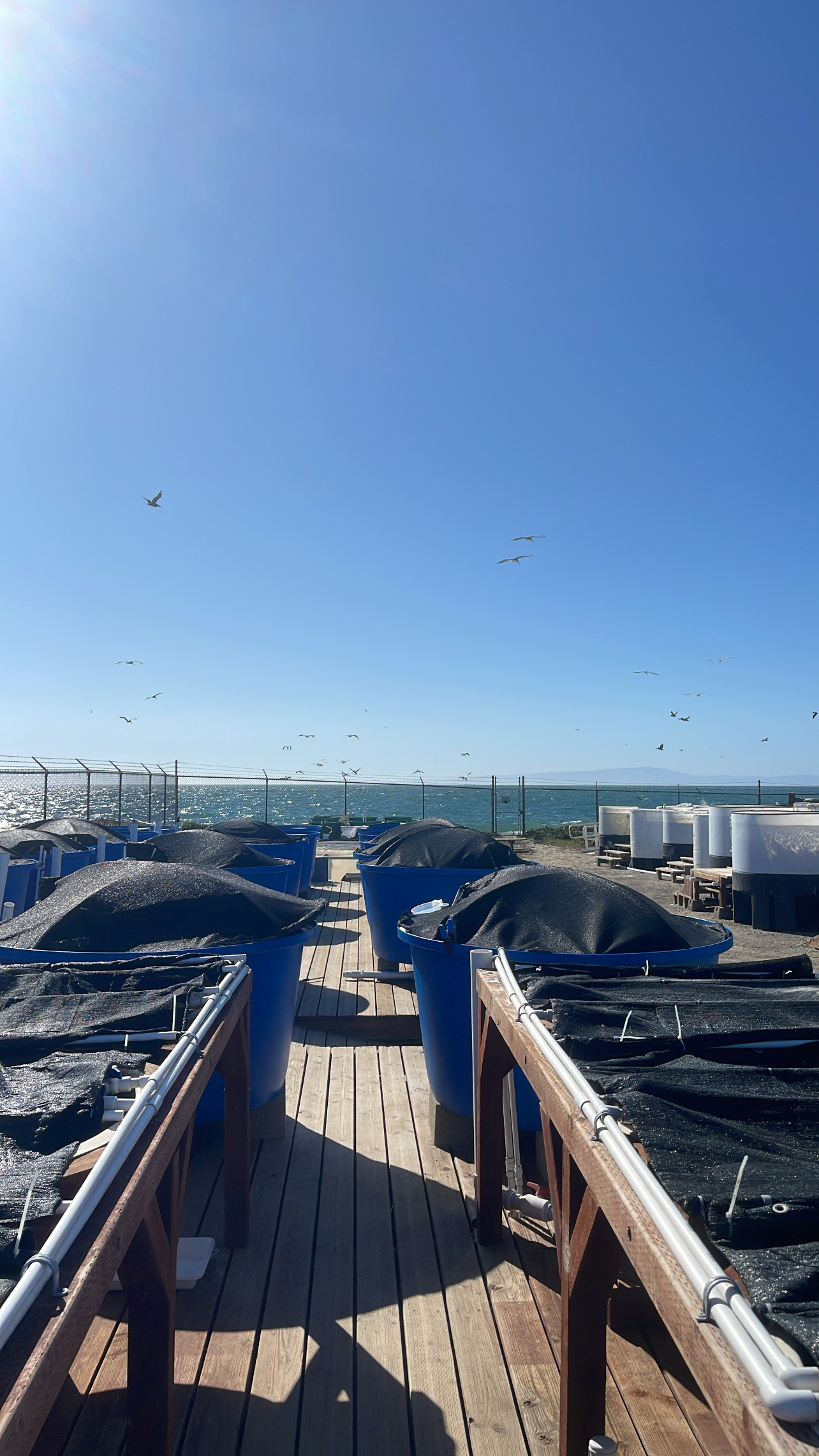 Aquaculture facility tanks